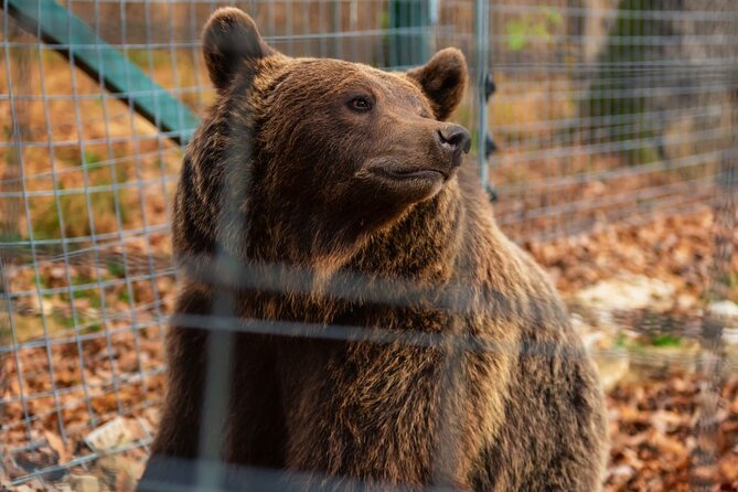 Legends&Wildlife Awaits: Dracula's Castle & Bear Sanctuary - What a 7 to 8 hour schedule feels like, step by step