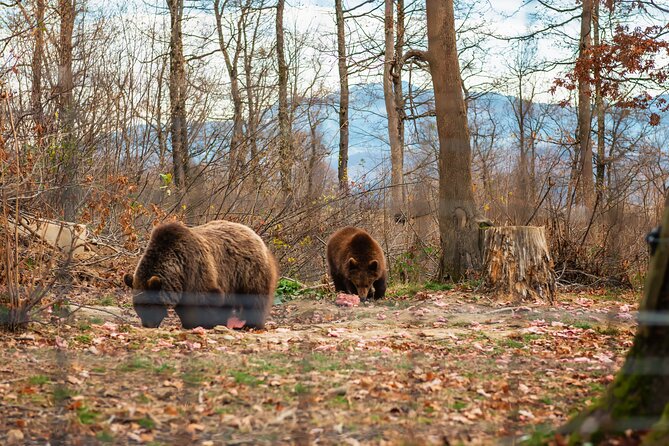 Legends&Wildlife Awaits: Dracula's Castle & Bear Sanctuary - About the guide: clear communication and a calm pace