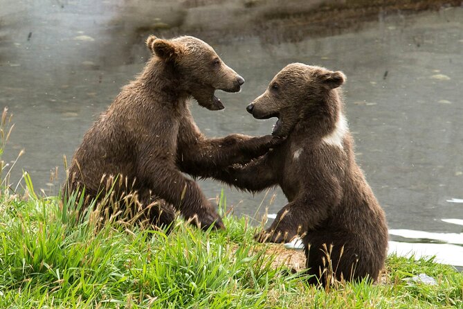 Libearty Bear Sanctuary and Dracula's Castle - Day Tour from Bucharest - Bucharest Pickup, Vehicle Comfort, and the Mountain Drive