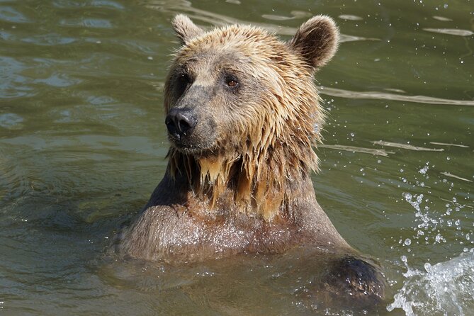 Libearty Bear Sanctuary and Dracula's Castle - Day Tour from Bucharest - Libearty Bear Sanctuary: A 69-Hectare Forest Visit With Real Purpose