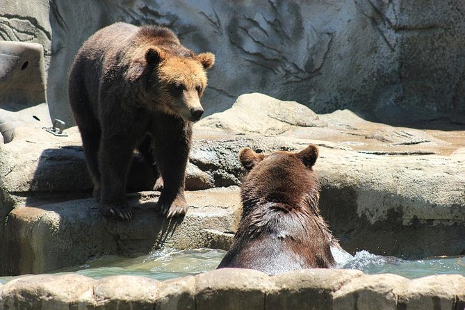 LiBEARty Brown Bear Sanctuary and the most important castles from Romania - Libearty Bear Sanctuary Zarnesti: real wildlife protection, up close