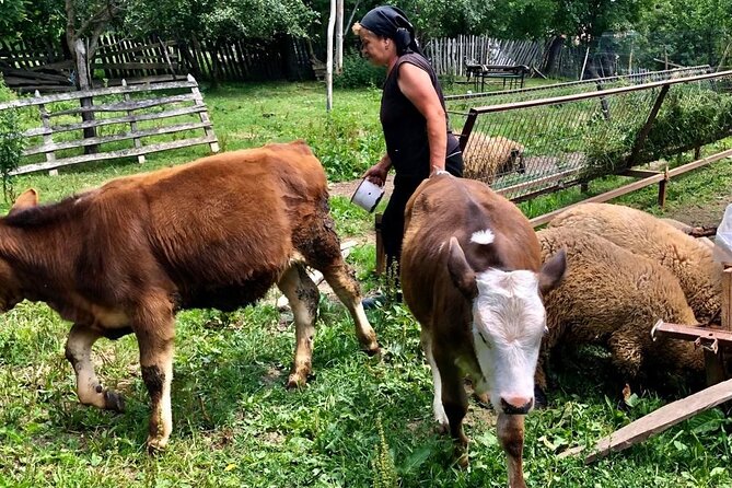 Original Carpathian Village Experience and Sinaia in one day tour - Why this one-day Transylvania plan is worth your time from Bucharest