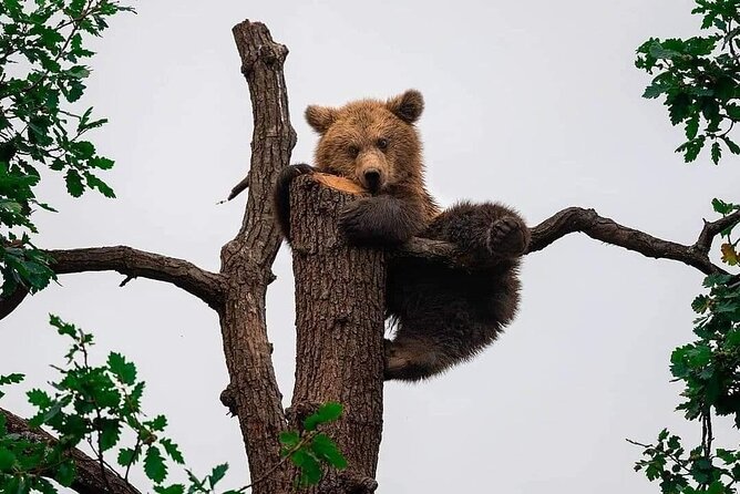 Private 4-Day Tour in Transylvania including Transfagarasan Road from Bucharest - Day 4 wildlife and legends: Bear Sanctuary Zărnești and Snagov Monastery