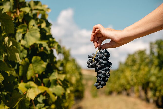 Private Tasting Expedition Along Romania’s Most Famous Wine Route - What you learn about Romanian wine (and how it helps later)