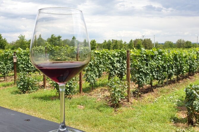 Private Wine Tasting in Cellar and the Winemaking process - What to expect at the end of the day (and how to make it smoother)