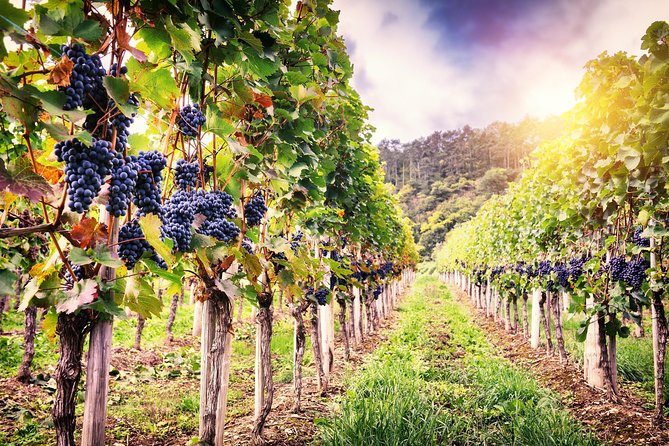 Romanian Wine Tasting - Getting to the wineries: comfort first, no stress second