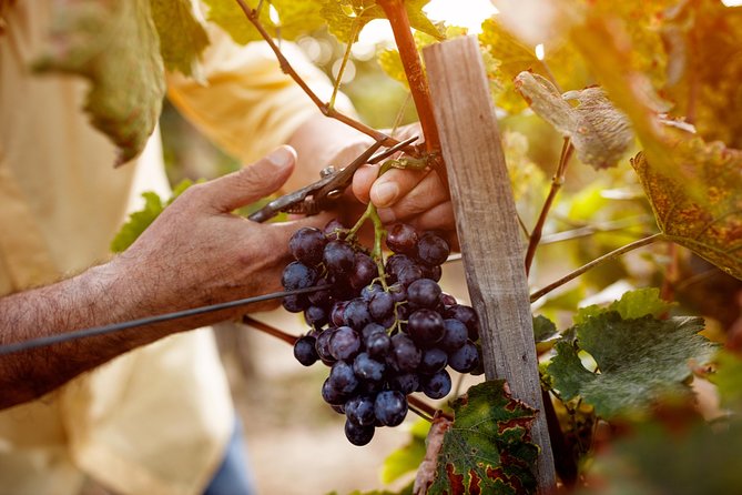 Romanian Wine Tasting - Your guide and the English commentary: how to get more from the day