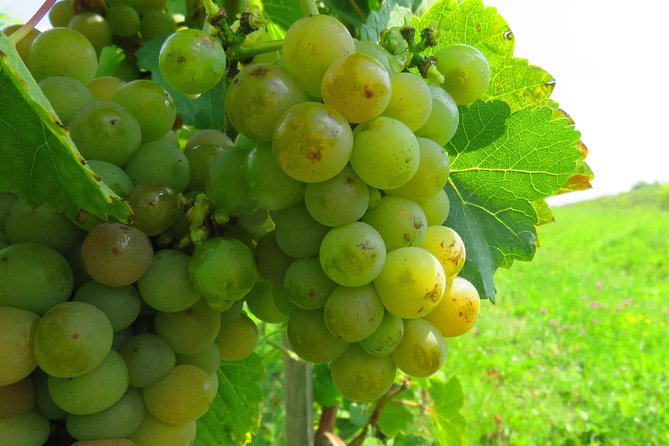 The wine route by bike - What you get for the price, and where the value comes from