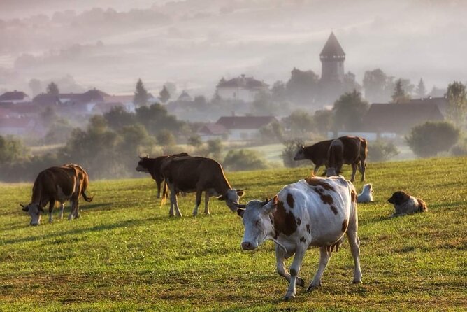 Transfer Bucharest -Brasov with Targoviste and Bran Castle visits - Bran Castle, the Dracula name, and the real medieval fortress feel
